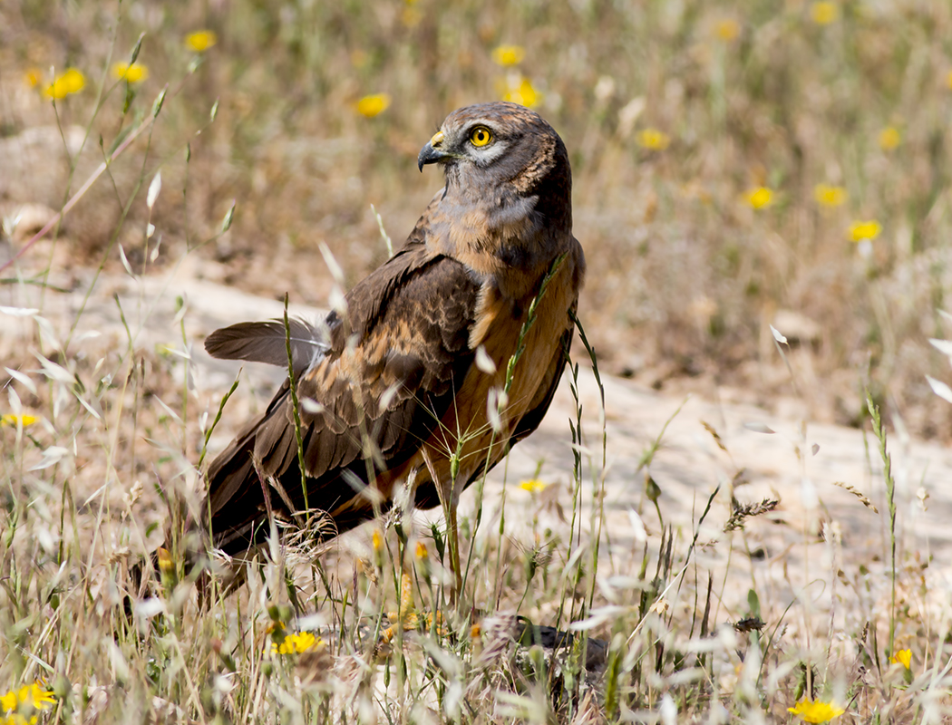 Montagu's Harrier